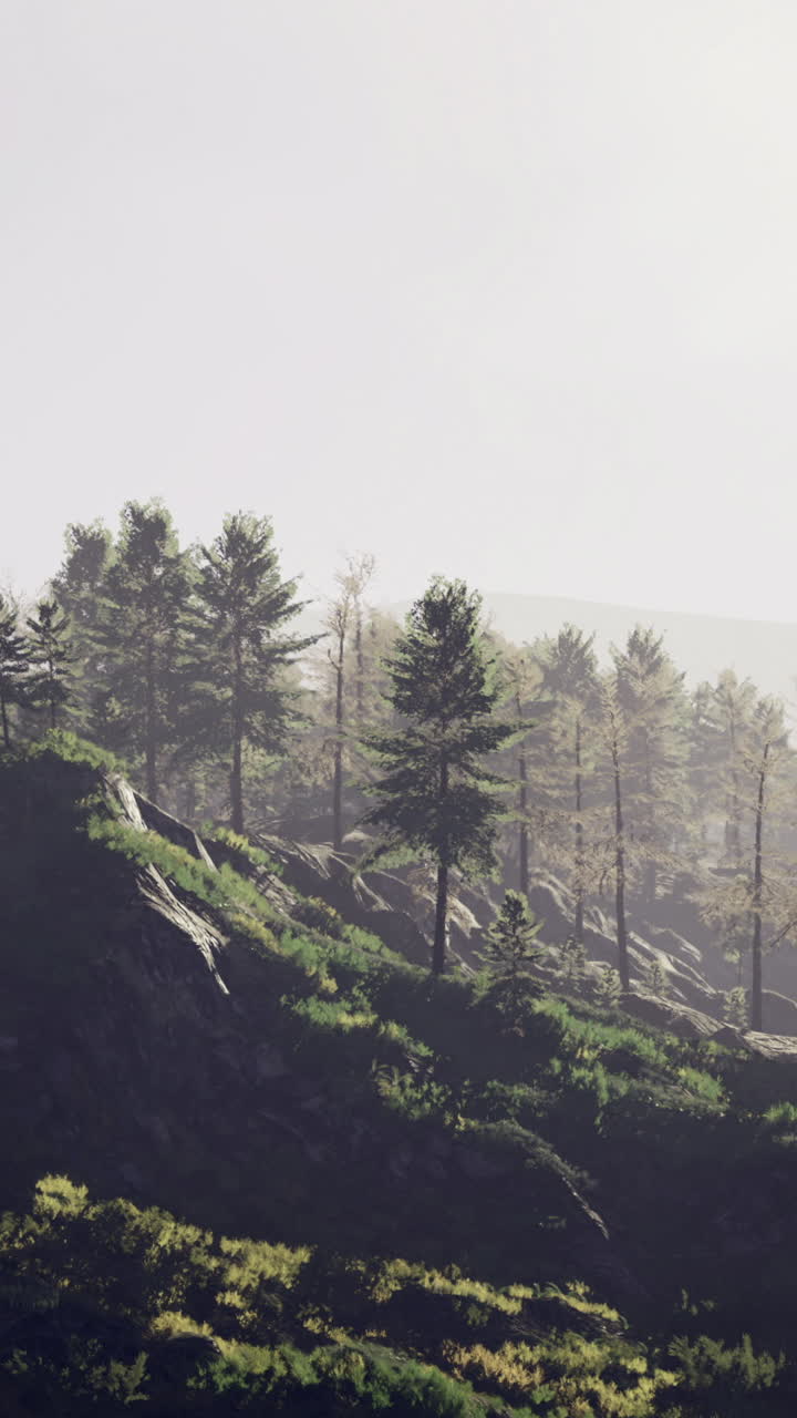 Misty morning light filters through towering trees on a serene hillside