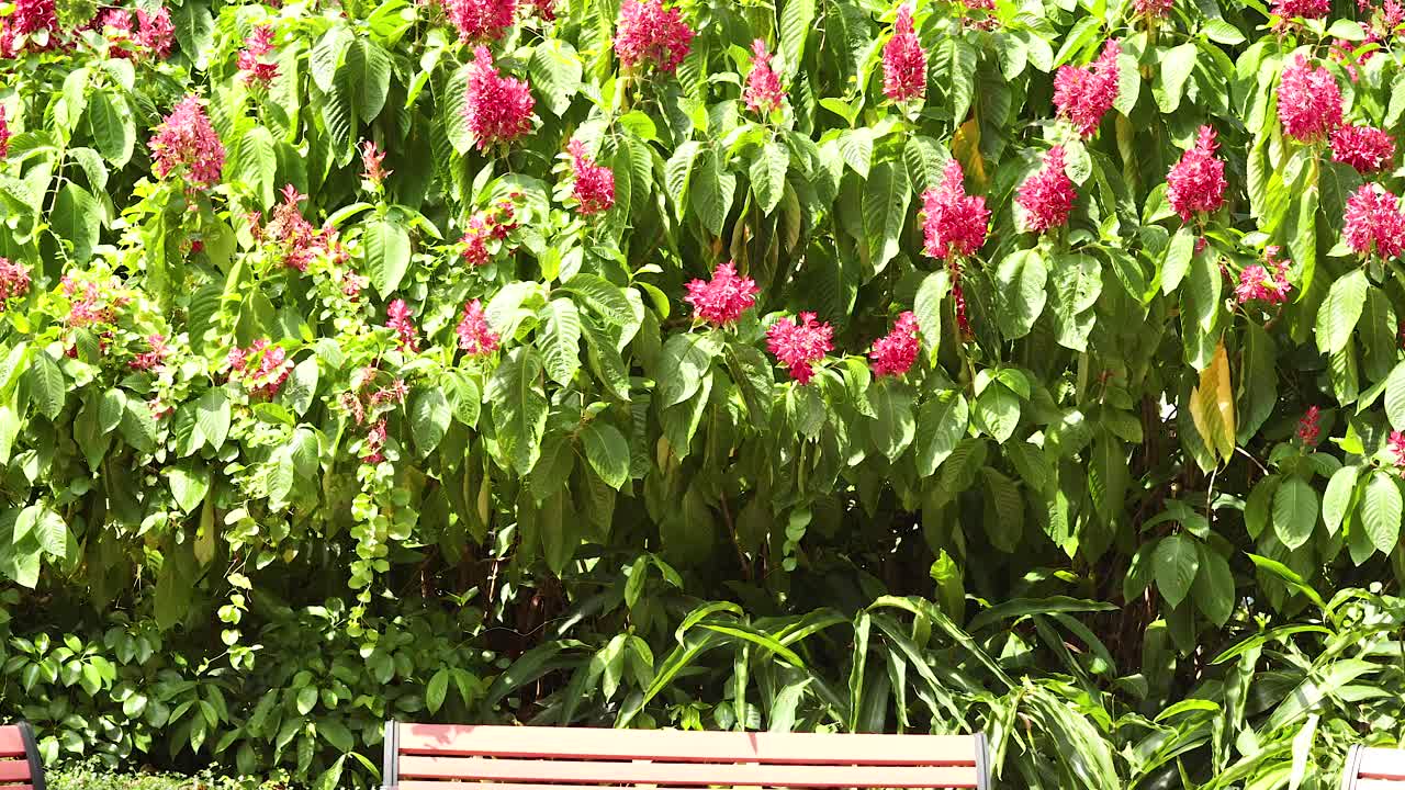 bancos rodeados de flores vibrantes en un parque