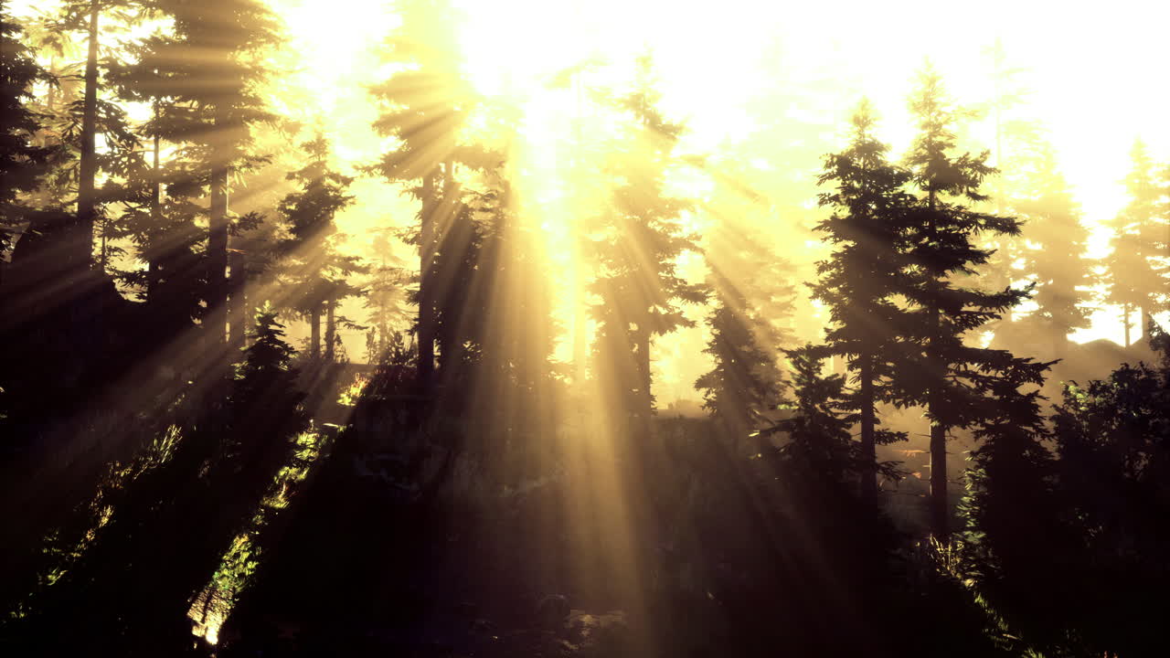 Sunlight filtering through a dense forest during the golden hour