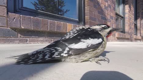 closeup of dazed bird yellow-bellied sapsucker regaining conscious after hitting window