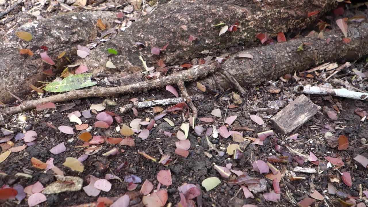 las hormigas cortadoras de hojas se mueven por el suelo del bosque