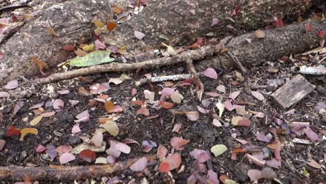 leafcutter ants move across the forest floor