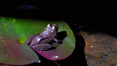 frog on lily pad at night