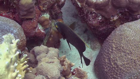 french angelfish on reef