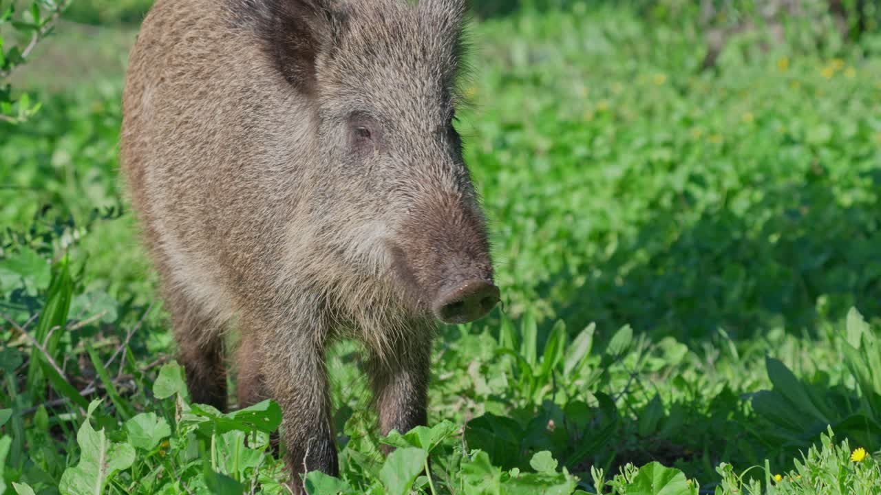 cinghiale che segue un cavallo bianco in un uliveto