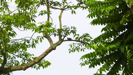 spotted dove bird perches on a tree branch in bangladesh