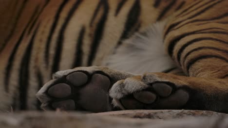 tiger-paws-closeup-as-it-sleeps