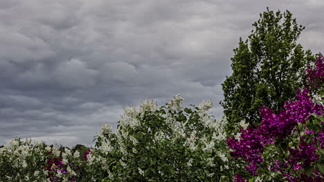 Schöne-Weiße-Und-Violette-Fliederblumen,-Die-Im-Wind-Unter-Bewölktem-Himmel-Wehen