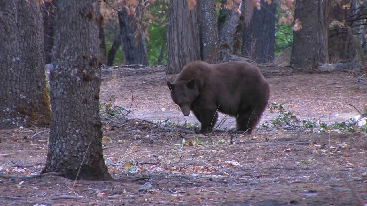 꼬리표 달린 불곰이 먹이를 찾는다 1