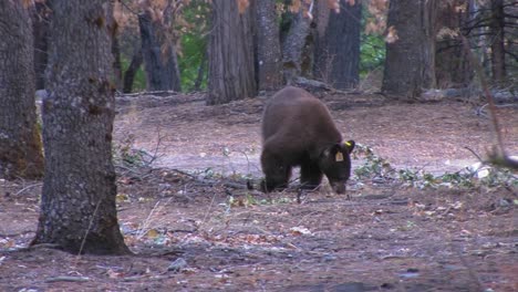 Un-Oso-Pardo-Etiquetado-Busca-Comida-1