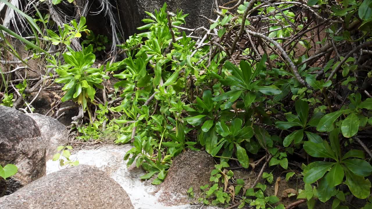 세이셸의 라디그에 있는 안세 코코, 쁘띠 안세, 그랜드 안세의 백사장 옆 정글을 통한 하이킹의 pov