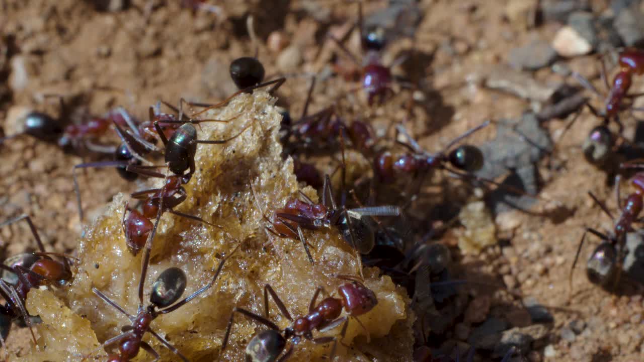 Macro close-up of ants collaborating on food scrap in sunlight, with shallow depth of field