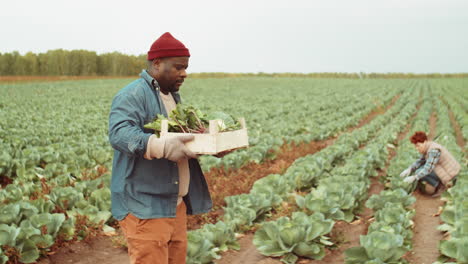 black man walking with harvest through farm field