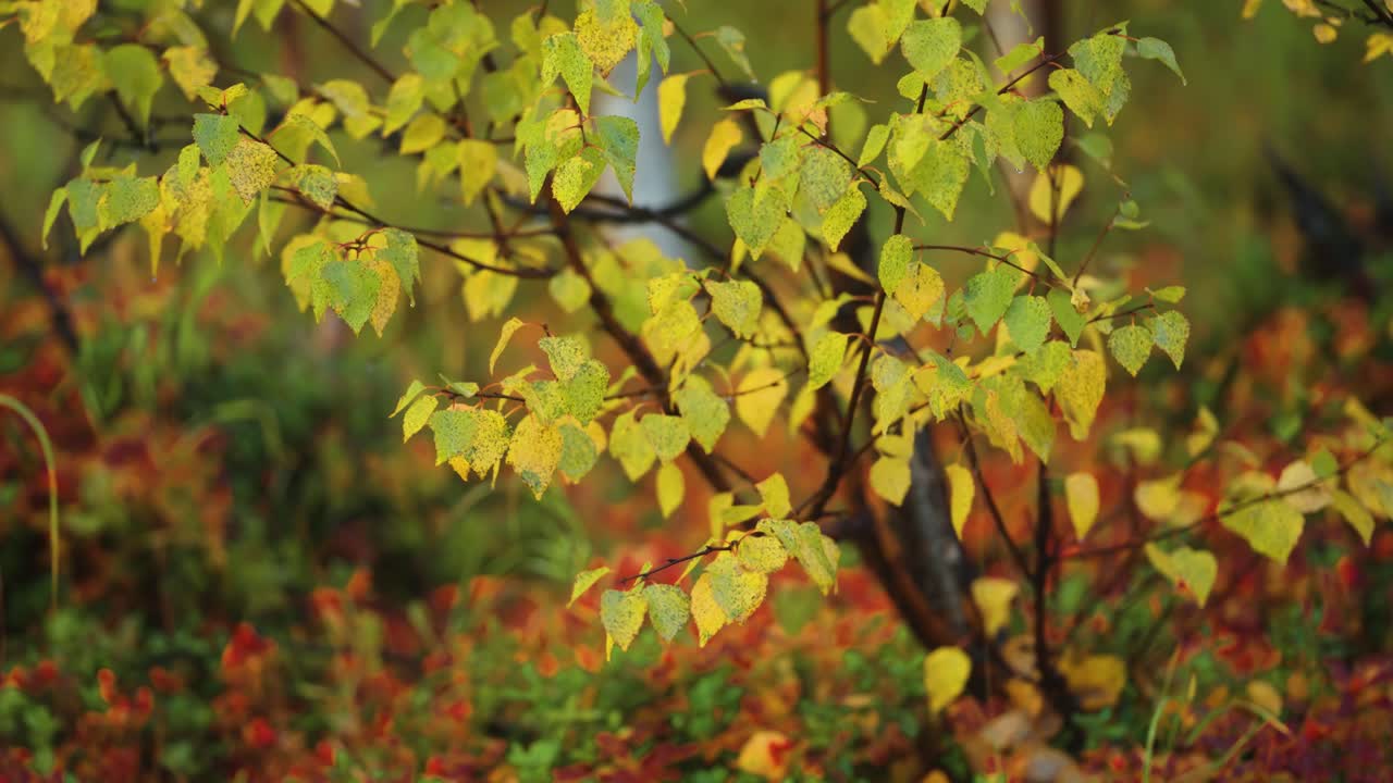A miniature birch tree on the carpet of colorful blueberry shrubs and soft moss after the rain