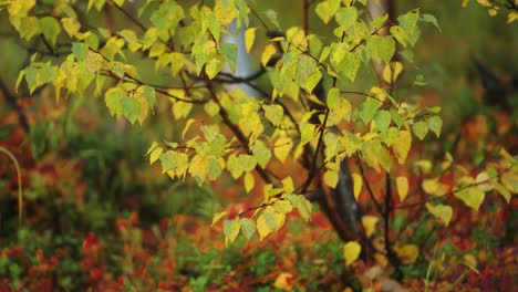 a miniature birch tree on the carpet of colorful blueberry shrubs and soft moss after the rain