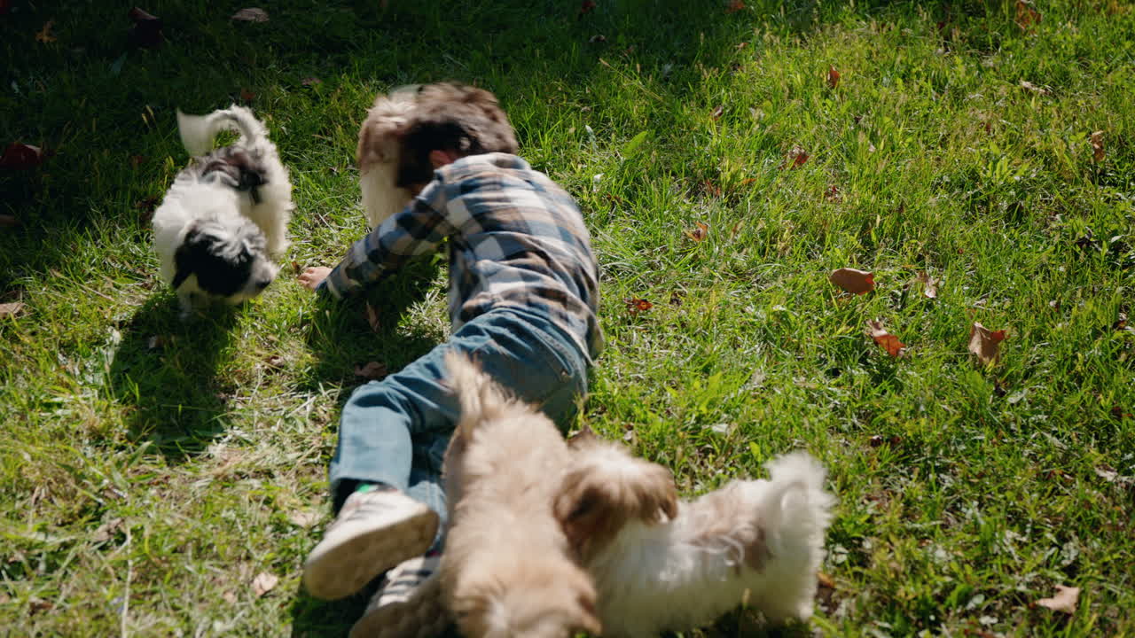 Boy Playing with Puppies on Grass