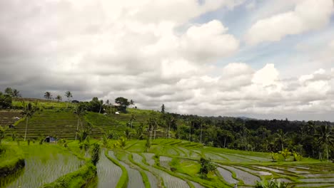 disparo aéreo volando sobre las terrazas de arroz inclina hacia abajo la cámara