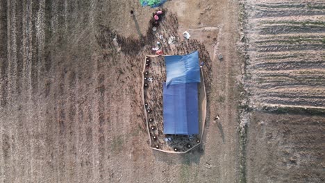 aerial footage of a raft of natural ducks organically farmed heading home to their pen after walking in the harvested paddy fields