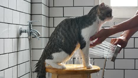 a man taking a bath for his scottish fold cat in a bathroom with a shower.