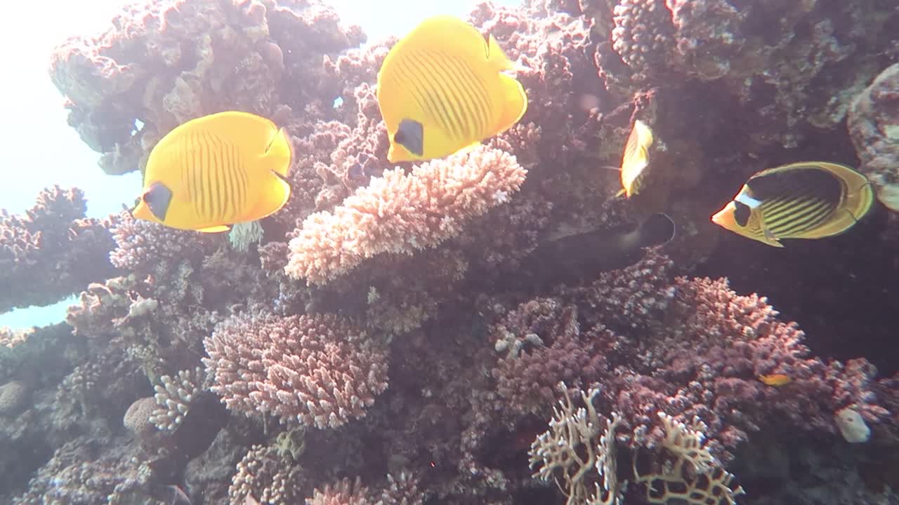 POV-optagelse af tropiske fisk, der svømmer rundt om et koralrev i Det Røde Hav i Egypten