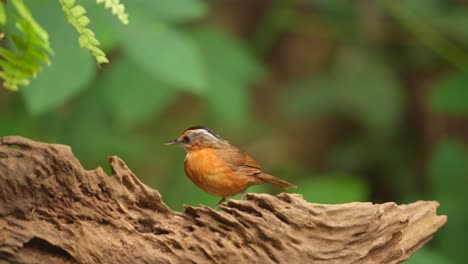 Javanischer-Schwarzkopf-Babbler-Vogel-Genießt-Nahrung-In-Form-Von-Frischen-Raupen-Hinter-Trockenem-Holz