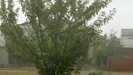 heavy sideways rain in strong gale force winds blow a cherry blossom tree in a suburban street