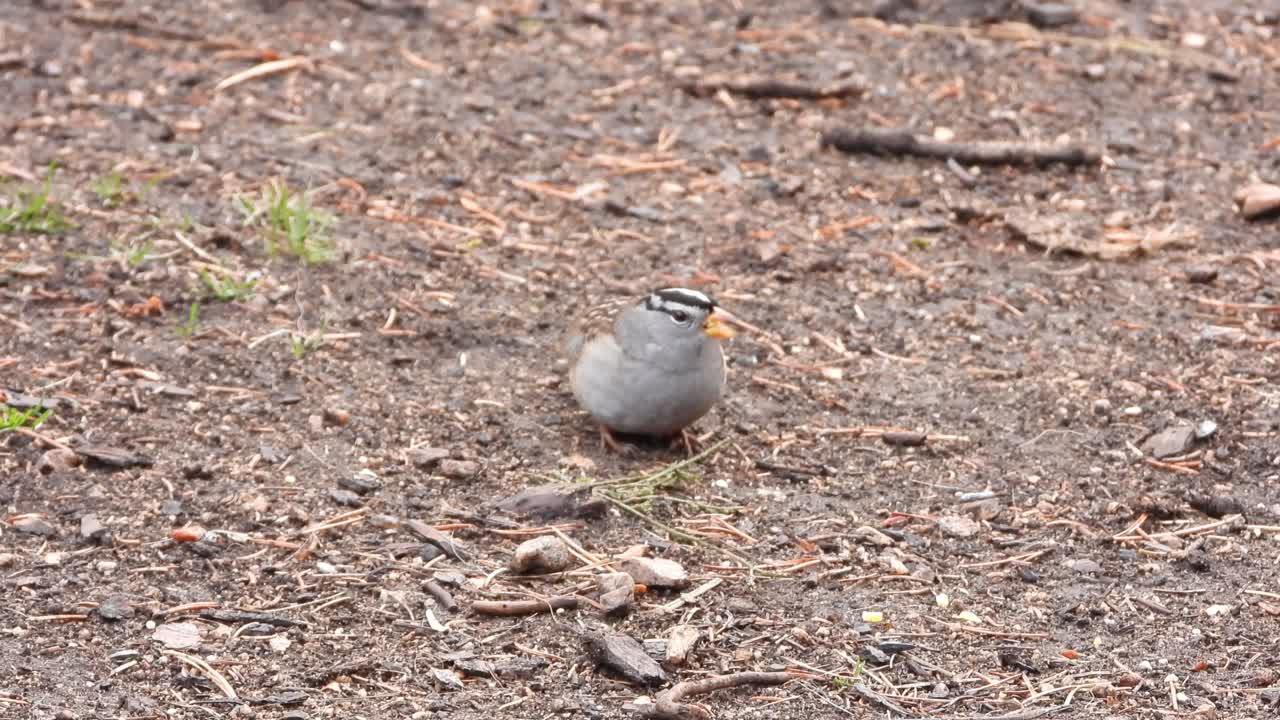 흰 왕관 참새는 흙 속의 땅에서 씨앗을 찾습니다