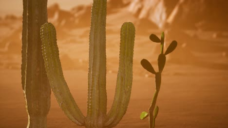 arizona desert sunset with giant saguaro cactus