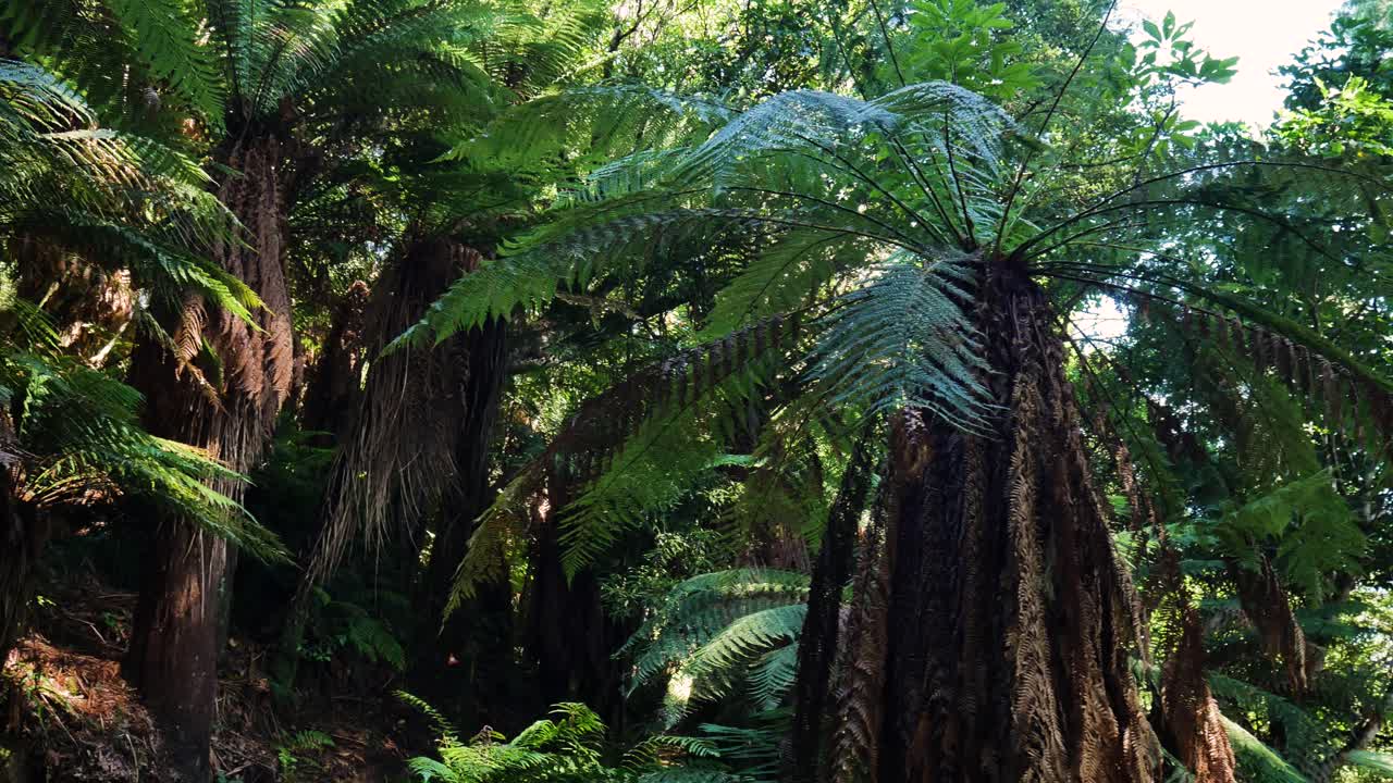 뉴질랜드의 휘리나키 보호 공원에서 자라는 열대 고사리 나무의 클로즈업 샷