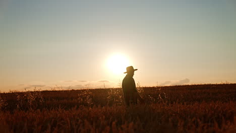 side view silhouette of a man in hat walking by the field. farmer in plantation at sunset.