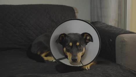 Mittelgroßer-Hund,-Der-Auf-Der-Couch-Sitzt-Und-Sich-Von-Einer-Verletzung-Mit-Kegel-Erholt