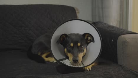 medium sized dog sitting on couch recovering from injury with cone