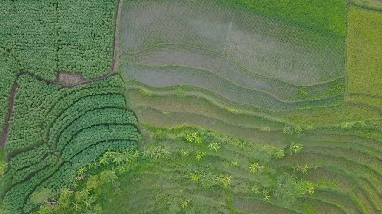 video aéreo de una densa plantación de mandioca al lado de campos de arroz en indonesia
