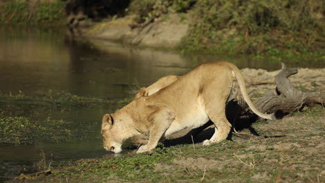 wide shot of two lionesses crouched down to drink at a waterhole, greater kruger