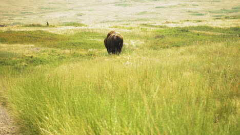 bisonte caminando en la pradera de pasto entre montañas, disparado desde atrás