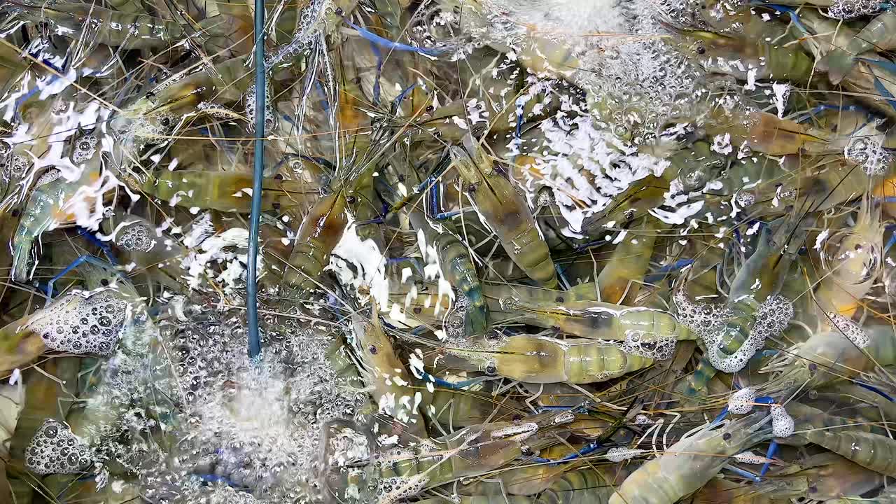 camarón vivo en el agua en un mercado