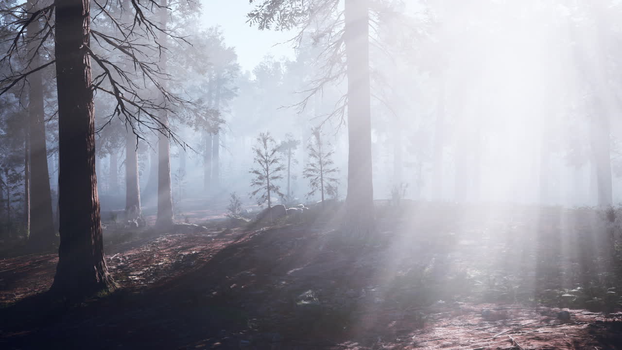 빛이 두꺼운 숲의 안개를 고