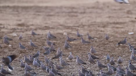 Active-bevy-of-Cape-Turtle-Doves-gather-in-the-dry-Kalahari-Desert