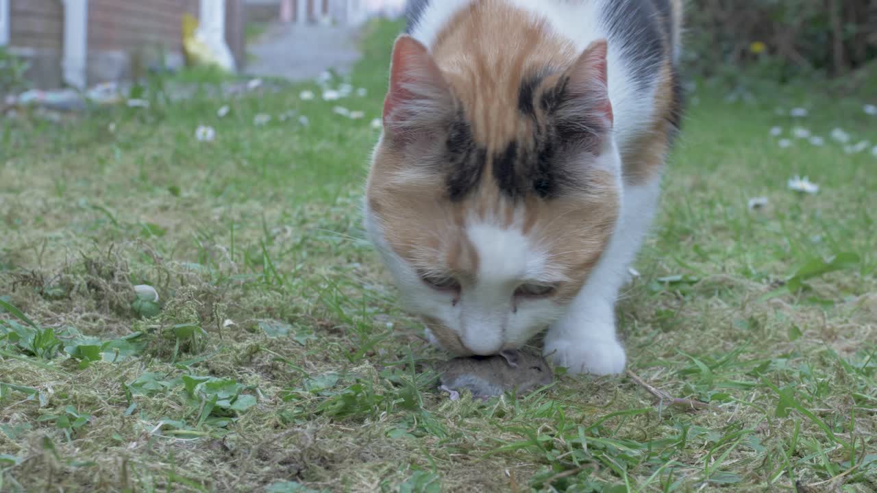 A Cat caught a Mouse and is licking its Fur