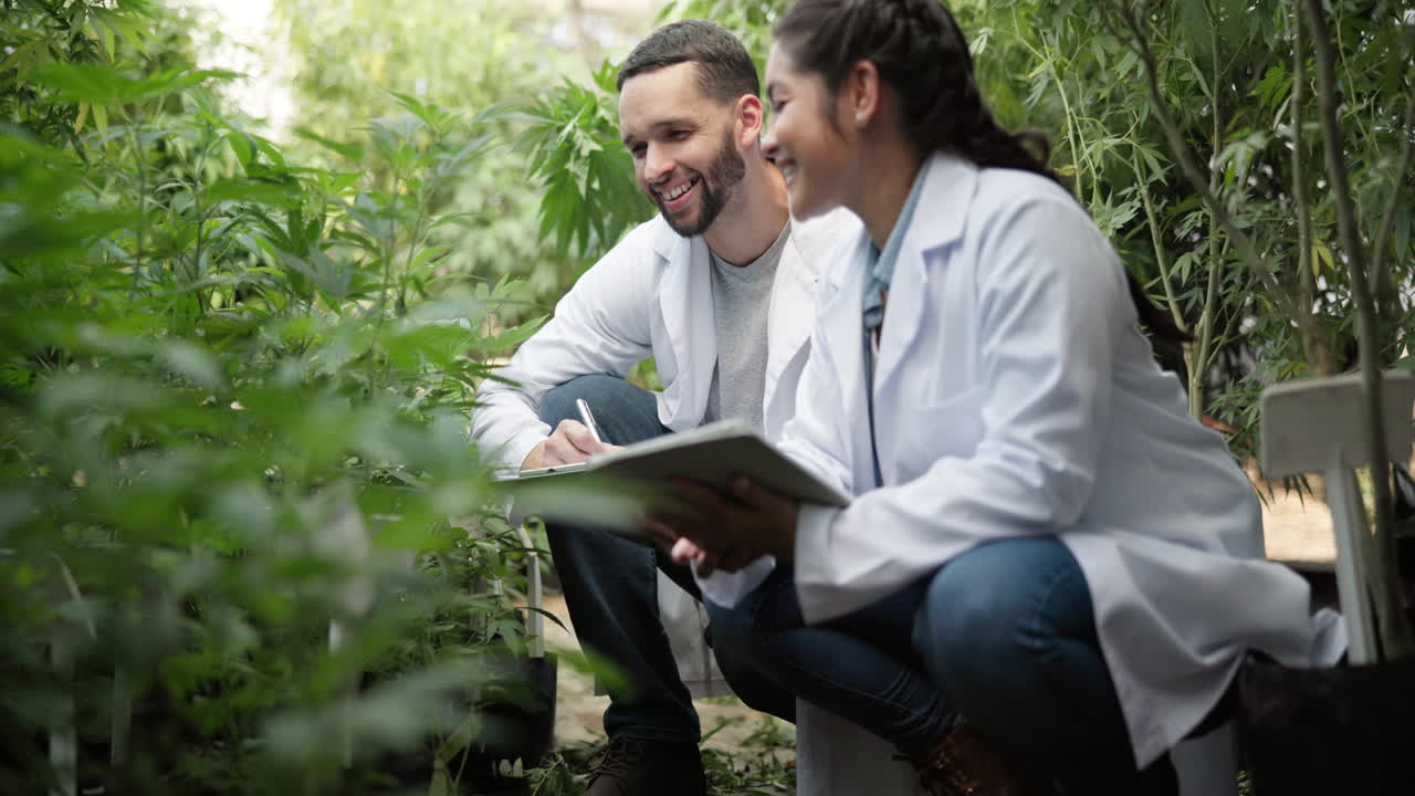 Scientists Inspecting Cannabis Plants in a Garden