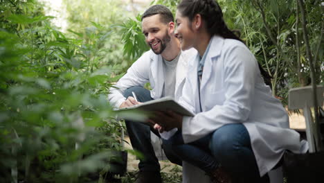 scientists inspecting cannabis plants in a garden