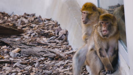 Un-Macaco-De-Berbería-Arregla-La-Piel-De-La-Espalda-De-Otro-Construyendo-Un-Muro.