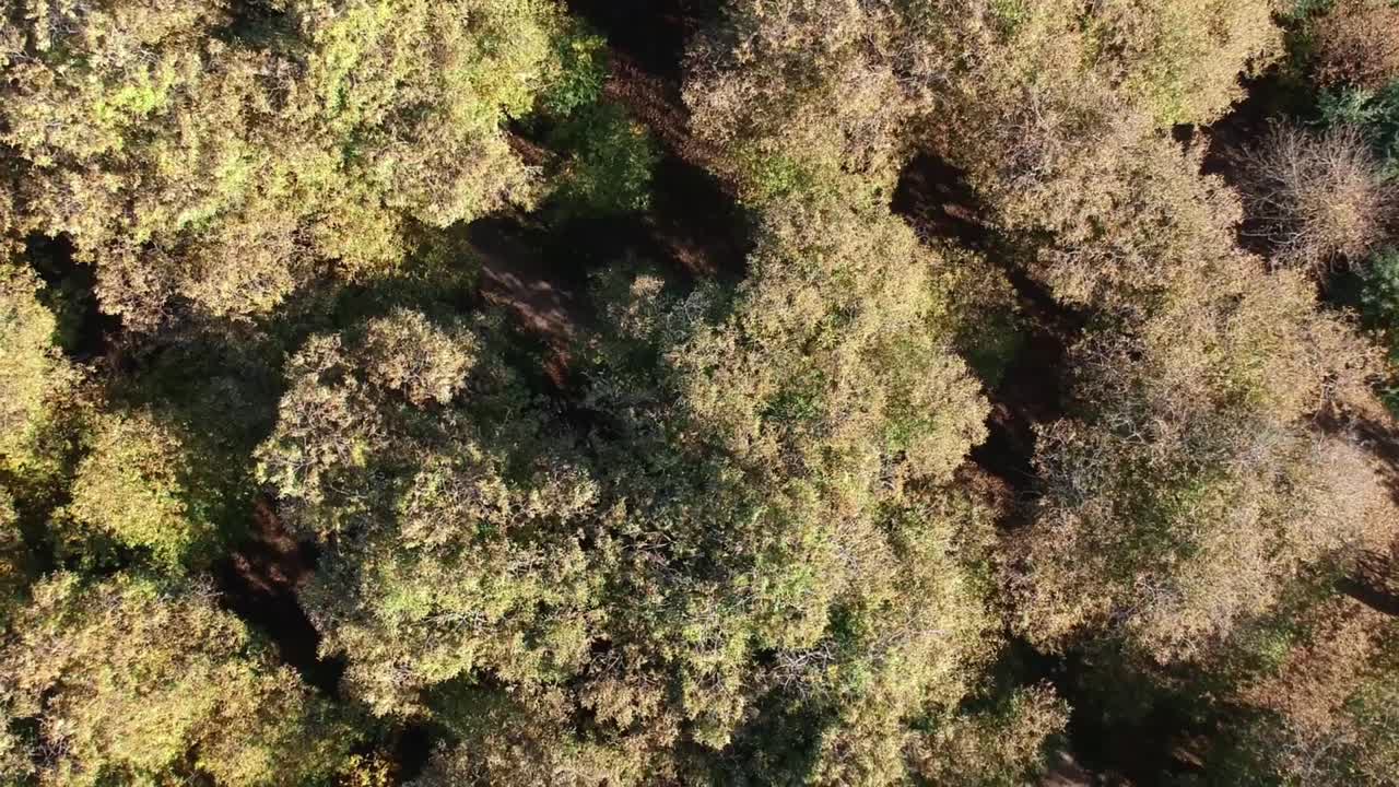 Aerial view of a oak wood in autumn sunny day, top down view with drone