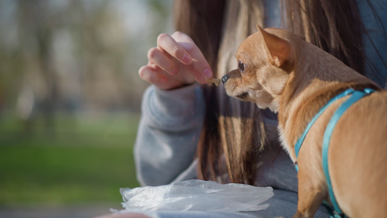 차분한 소녀가 작은 강아지에게 맛있는 간식을 주자, 만족한 강아지가 소녀가 친절하게 주는 맛있는 간식을 기뻐하며, 편안한 어린 소녀가 작은 반려견과 함께 평화롭게 풍미 가득한 간식을 나눠 먹고 있어요.