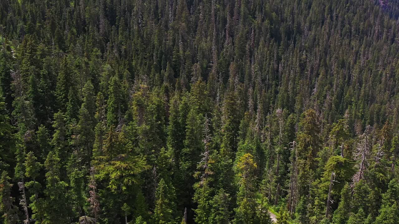 Scenic aerial shot flying over the treetops of the Evergreen forest and landscape of the Pacific Northwest, Washington State.