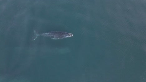 Aerial:-top-down-shot-of-mother-humpback-whale-and-baby-calf-surfacing-for-breath