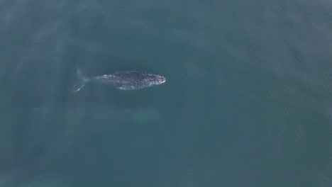 aerial: top down shot of mother humpback whale and baby calf surfacing for breath