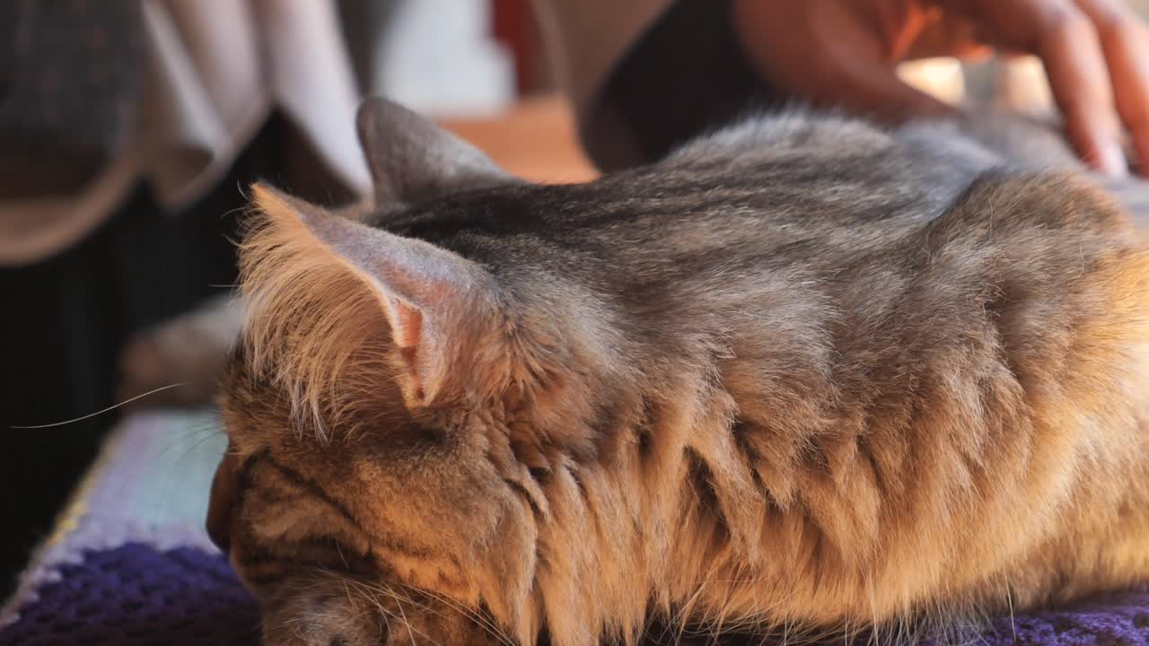 A hand gently touching a cat