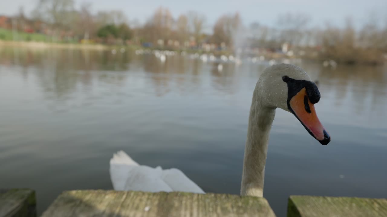 Quiet urban picturesque scenery, elegant bird life, tranquil environment