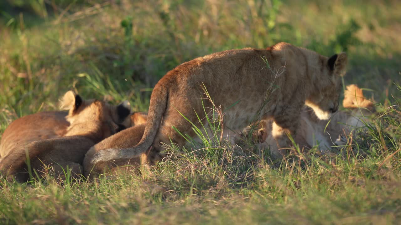 Young Lion Cub walking through the grass to join pride 3of3